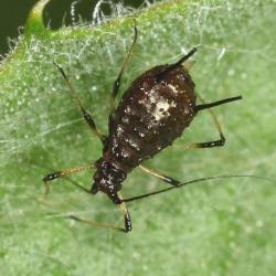 This family of aphid species is a relatively large, black aphid, though still less than 4 millimetres in length.