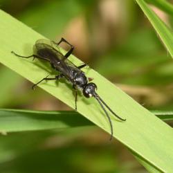 Auplopus carbonarius captures and paralyses spiders so as to keep them as their larvae develop.