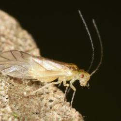 This insect is found on branches of deciduous trees between June and October. It overwinters in leaf litter.