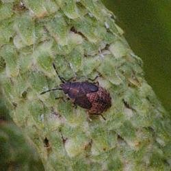 Adult Birch Catkin Bugs overwinter and emerge to breed in early spring. Nymphs appear between March and September.