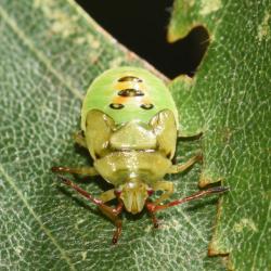 These shieldbugs live in Birch trees, overwintering as adults, mating in the spring. Adults are 8 and 11 millimetres long.