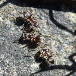 Probably our most familiar ant, the Black Garden Ant will nest in earth, tree stumps, walls, and under paving.