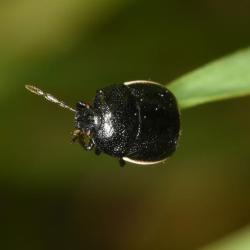 This shield bug is a small ground-dwelling shield bug.
