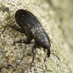 This weevil is native to Europe. Its larvae are wood-boring.