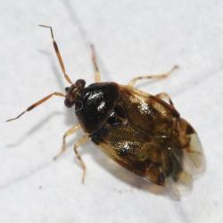 At around 4mm in length, this small capsid bug favours deciduous trees, especially Oak.
