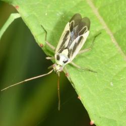 This capsid bug is a mere 6 to 7 millimetres long, and feeds on grasses including wheat.