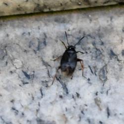 This small bug (5-6mm in length) is reasonably common, even though it is thought to have originated in North America.