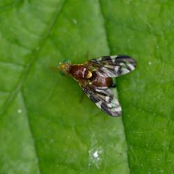 These small flies have interesting black-and-clear wing patterns, brown bodies and green eyes.