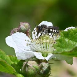 Most Sharp-tailed bees tend to be found in the south of England.