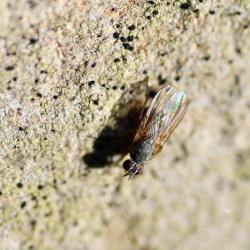 This small housefly has clearly-visible bristles on its thorax and hind tibia.