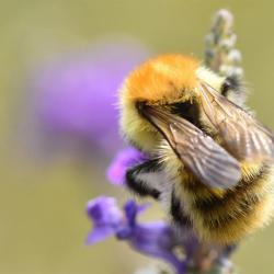 The gingery-brown hairs and black abdomens are characteristic of this social Common Carder Bee.