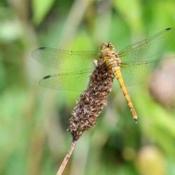 The Common Darter is one of Britain's smaller dragonflies.