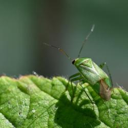 This common small bug (5 millimetres in length) can be found on herbs and plants, and particularly on nettles.