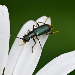 The Common Malachite Beetle appears between April and July/August.