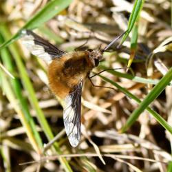 The Dark-edged Bee-fly is a bee mimic which is often mistaken for a bumblebee.