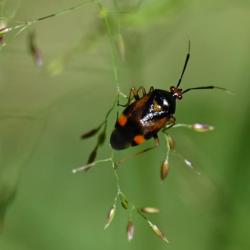 This bug, measuring between 6 and 8 millimetres in length, has a varying colouration.
