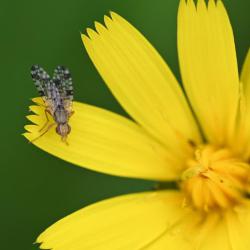These flies lay eggs in the flower heads of members of the Aster family.