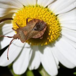 Sometimes called the squashbug, the Dock Bug's diamond-shaped abdomen is distinctive.