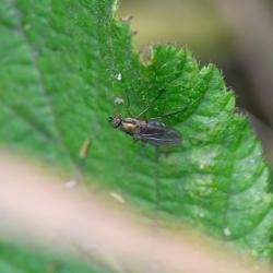 Flies in this long-legged family look similar, although this individual has very pale hairs on the outer rim of its eyes.