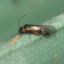 Damp barklice are widespread in England and Wales, and can be found on trees and shrubs between April and September.