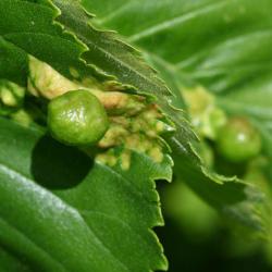 Inside each Elm Sack Gall is the nymph of an aphid, Tetraneura ulmi.