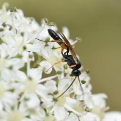 Ichneumon wasps are a family of 'parasitoids' that usually attack butterflies and moths.
