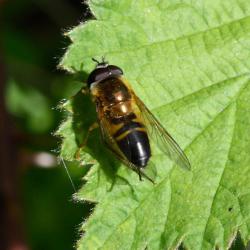 Epistrophe eligans have a distinctly brass-coloured thorax, and can be quite varied in colouration.