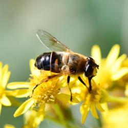 The Common Drone Fly looks like a bee and has a name that suggests that it's a fly. However, it is a hoverfly!