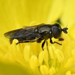 The Lesser Bulb Fly is a small, dark hoverfly that is no longer than 6.5 millimetres in length.