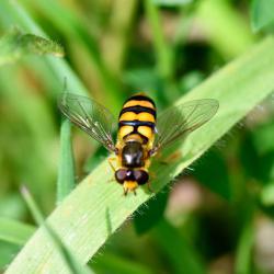 Eupeodes latifasciatus is a relatively small hoverfly. It is widespread in England, more so in the south-east.