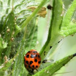 The black spots of this common species, the Eyed Ladybird, have pale rings around them. There are usually 18.
