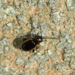 These beetles are very small - no longer than 2 or 3 millimetres.