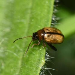This Flea beetle (so named for its diminutive size) is one of perhaps 42 different species in this genus.