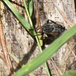 The brick-coloured abdominal patches, large feet, red eyes, and chequered abdomen, are indicative of the Flesh-fly.