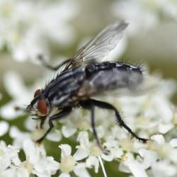 Flesh-flies lay their eggs on carrion, on dung and on matter found decaying anywhere.