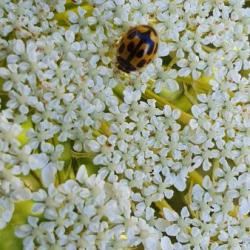 The Fourteen-spot Ladybird is a common ladybird on shrubs and trees.  The black markings are quite variable.