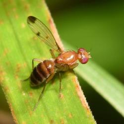 This small fly has cereal grasses as their larval food plant. (Photo credit Stuart MA Ball.)