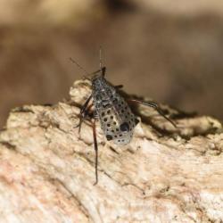 The Giant Willow Aphid is an unusually large aphid, up to 6 millimetres long.