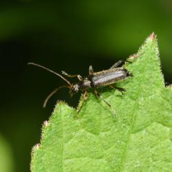 This is one of our smallest long-horn beetles, measuring 3-7mm.