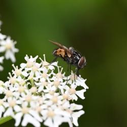 These flies can be found in meadows, and on hedgerows and verges taking nectar especially from umbellifers, in summer.