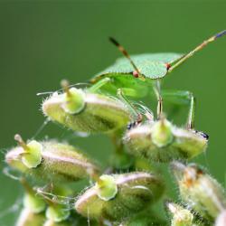 The Common Green Shield has a bright green colour early in the year, which darkens to nearly bronze as the year progresses. 