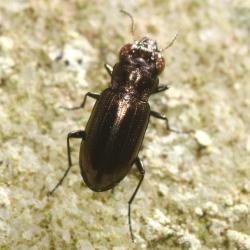 These carnivorous insects are diurnal, preying specifically on springtails and mites.