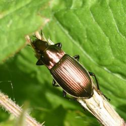 The Copper Greenclock Beetle (Poecilus cupreus) is relatively small at 11 - 13 millimetres long, and has a coppery-green appearance.