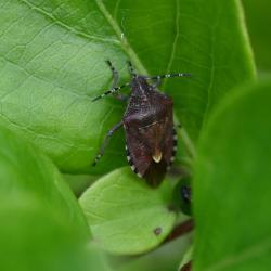 This shield bug can reach 11 millimetres in length in adulthood. Its colouring is variable, although usually reddish purple. Unusually for shield bugs, it is hairy.