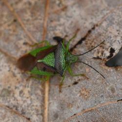 This adult Hawthorn Shieldbug was found overwintering in February 2024.
