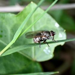 This housefly is beige or grey, although it can be variable. It has dark femora and distinctive dark spots on the abdomen.