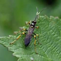 This wasp is a parasite of Ermine moths in Britain.