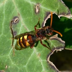 These bees fly from late March to June. It visits Garlic Mustard, Bluebell and Cow Parsley.