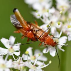 Red Soldier Beetle or Hogweed Bonking Beetle is a common beetle seen on hogweed flowers from May until August.