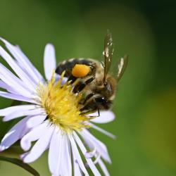 The Honey Bee is an abundant species, seen from early Spring until late Autumn.